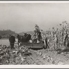 Cutting the corn on the Miller farm near West Carlton, Yamhill County, Oregon. See general caption 57 and 58