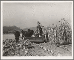 Cutting the corn on the Miller farm near West Carlton, Yamhill County, Oregon. See general caption 57 and 58