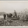 Cutting the corn on the Miller farm near West Carlton, Yamhill County, Oregon. See general caption 57 and 58