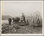 Cutting the corn on the Miller farm near West Carlton, Yamhill County, Oregon. See general caption 57 and 58