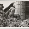 Cooperating farmers feeding corn from the wagon through the ensilage cutter from which it is blown thru the pipe into the silo. Yamhill County, Oregon. See general caption 48