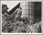 Cooperating farmers feeding corn from the wagon through the ensilage cutter from which it is blown thru the pipe into the silo. Yamhill County, Oregon. See general caption 48
