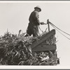 One of the eight cooperating farmers drive loaded wagons to the silo. Yamhill County, Oregon