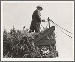 One of the eight cooperating farmers drive loaded wagons to the silo. Yamhill County, Oregon