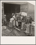 Grading potatoes, preparing for shipment, cold, rainy morning, end of harvesting season. Potatoes have been stored in this grower's cellar. Ten miles south of Merrill, Klamath County, Oregon