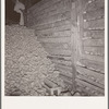 Potatoes in storage cellar at end of season. Merrill, Klamath County, Oregon