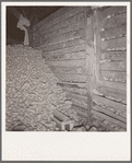 Potatoes in storage cellar at end of season. Merrill, Klamath County, Oregon