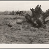Land being cleared with help of FSA (Farm Security Administration) land clearing loan. Boundary County, Idaho