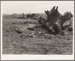 Land being cleared with help of FSA (Farm Security Administration) land clearing loan. Boundary County, Idaho