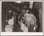 In packing shed, grading and sacking potatoes in twenty-five pound sacks for the chain store trade. Tulelake, Siskiyou County, California