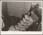 Loading sacked potatoes from shed to truck. Tulelake, Siskiyou County, California