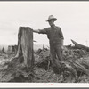 Shows stump on cut-over farm after blasting. Bonner County, Idaho