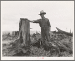 Shows stump on cut-over farm after blasting. Bonner County, Idaho