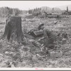 Stump farmer prepares to blow out tamarack stump. Shown tamping in dynamite in prepared hole. Bonner County, Idaho