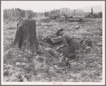Stump farmer prepares to blow out tamarack stump. Shown tamping in dynamite in prepared hole. Bonner County, Idaho