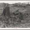 Stump farmer prepares to blow out tamarack stump. Shown tamping in dynamite in prepared hole. Bonner County, Idaho