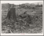 Stump farmer prepares to blow out tamarack stump. Shown tamping in dynamite in prepared hole. Bonner County, Idaho
