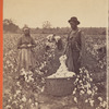 Cotton field.