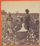 Cotton field.
