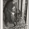 W.H. Cox shelling corn in crib for his chickens. Clearcreek Township, Johnson County, Iowa