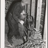 W.H. Cox shelling corn in crib for his chickens. Clearcreek Township, Johnson County, Iowa