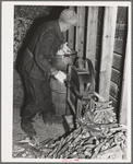 W.H. Cox shelling corn in crib for his chickens. Clearcreek Township, Johnson County, Iowa