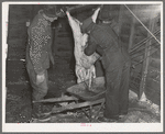 After skinning the freshly killed hog, the entrails are put in a wheelbarrow to be carted away. Iowa, Harry Madsen Farm