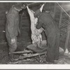 After skinning the freshly killed hog, the entrails are put in a wheelbarrow to be carted away. Iowa, Harry Madsen Farm