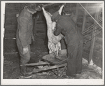 After skinning the freshly killed hog, the entrails are put in a wheelbarrow to be carted away. Iowa, Harry Madsen Farm