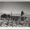 Farmer pitching and spreading manure. Iowa