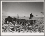 Farmer pitching and spreading manure. Iowa