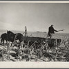 Farmer pitching and spreading manure. Iowa