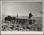 Farmer pitching and spreading manure. Iowa