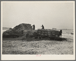 Hired hands pitching straw in wagon to be used for bedding for hog house. H. Madsen farm near Dickens, Iowa