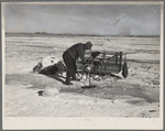 A.W. Batcher placing trap for muskrats through hole in ice of slough. North of Dickens, Iowa. Note trapper's tools on sled and the muskrat house