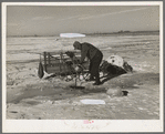 A.W. Batcher placing trap for muskrats through hole in ice of slough. North of Dickens, Iowa. Note trapper's tools on sled and the muskrat house