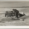 A.W. Batcher placing trap for muskrats through hole in ice of slough. North of Dickens, Iowa. Note trapper's tools on sled and the muskrat house