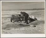 A.W. Batcher placing trap for muskrats through hole in ice of slough. North of Dickens, Iowa. Note trapper's tools on sled and the muskrat house