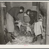 Wife of owner-operator and wife of hired hand clearing chickens in cellar preparatory to canning them. Chickens at this time of year are bringing six cents per pound. These are roasting