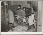 Wife of owner-operator and wife of hired hand clearing chickens in cellar preparatory to canning them. Chickens at this time of year are bringing six cents per pound. These are roasting