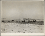 Horses and cattle are allowed to go into the cornfields to pick up what they may. Iowa