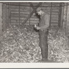 Clifford Beason examining a sample of corn raised in 1936. The corn in this crib represents total crop from two hundred thirty acres of corn in five hundred twenty acre farm. His estimate of the crop is thirty-five bushels. Iowa