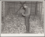 Clifford Beason examining a sample of corn raised in 1936. The corn in this crib represents total crop from two hundred thirty acres of corn in five hundred twenty acre farm. His estimate of the crop is thirty-five bushels. Iowa