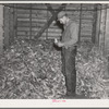Clifford Beason examining a sample of corn raised in 1936. The corn in this crib represents total crop from two hundred thirty acres of corn in five hundred twenty acre farm. His estimate of the crop is thirty-five bushels. Iowa
