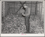 Clifford Beason examining a sample of corn raised in 1936. The corn in this crib represents total crop from two hundred thirty acres of corn in five hundred twenty acre farm. His estimate of the crop is thirty-five bushels. Iowa