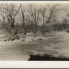 Nannie Emrick farm near Aledo, Illinois, showing how tree roots cling to soil in gully erosion