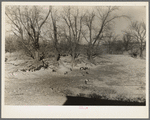 Nannie Emrick farm near Aledo, Illinois, showing how tree roots cling to soil in gully erosion