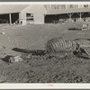 Skeleton of horse dead of compaction due to poor feed. William Butler farm near Anthon, Iowa