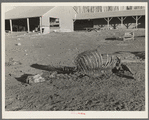 Skeleton of horse dead of compaction due to poor feed. William Butler farm near Anthon, Iowa