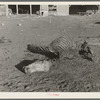 Skeleton of horse dead of compaction due to poor feed. William Butler farm near Anthon, Iowa